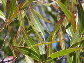Quercus viminea