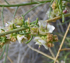 Ambrosia salsola