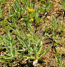 Arnica parryi