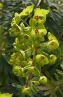 Euphorbia X martinii