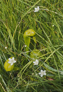 Photo of Parnassia cirrata var. intermedia