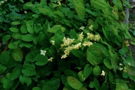 Epimedium versicolor