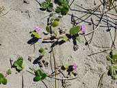 Abronia umbellata var. breviflora