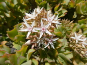 Crassula arborescens ssp. undulatifolia