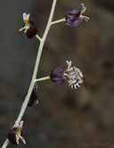 Streptanthus glandulosus ssp. glandulosus