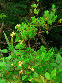 Sphedamnocarpus pruriens ssp. pruriens