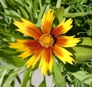 Coreopsis sp.