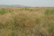 Perennial Peppergrass