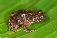 Big-eyed Litter Frog