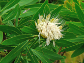 Cluster-head Protea
