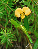 Common Yellow Commelina