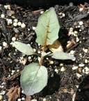 Solanum pyracanthum