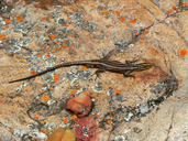 Sukukhune Flat Lizard
