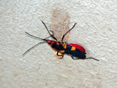 Pyrrhocorid bug