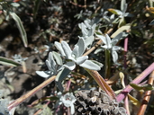 Salvia chionopeplica