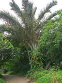 Kosi Palm
