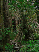 Raphia australis