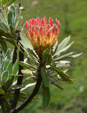 Protea roupelliae ssp. roupelliae
