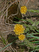 Helichrysum auriceps