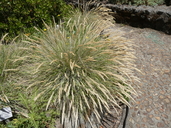 Calamagrostis foliosa