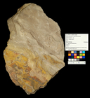 Sphenophyllum sp.