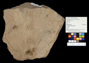 Sphenophyllum sp.