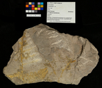 Cladophlebis sp.