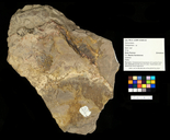 Cladophlebis sp.