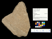 Asterotheca arborescens