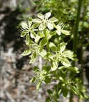 Melanthium virginicum