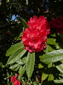 Rhododendron arboreum var. arboreum