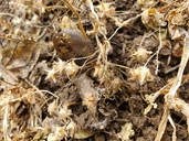 Pholistoma auritum