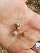 Pholistoma auritum