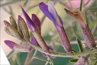 Astragalus muelleri