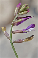 Astragalus muelleri