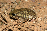 Scaphiopus couchii