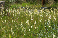 Triantha occidentalis ssp. occidentalis