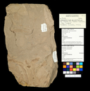 Asterotheca arborescens