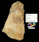 Asterotheca arborescens