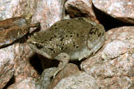 Mazatlan Narrow-mouthed Toad
