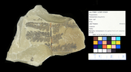 Cladophlebis daughertyi