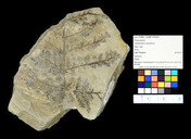 Cladophlebis daughertyi