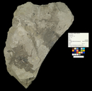 Cladophlebis sp.
