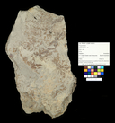 Cladophlebis sp.