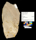 Asterotheca arborescens
