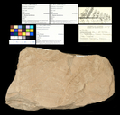Asterotheca arborescens