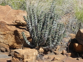 Euphorbia knobelii
