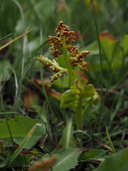 Botrychium crenulatum