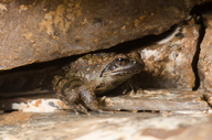 Rana italica