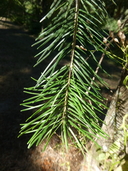 Abies pindrow